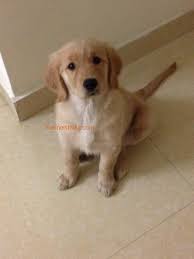 Kennelsindia On Twitter Female Golden Retriever 2 Months Old Will Receive Kci Papers And Chip In Feb Http T Co Qozmywivr4 Puppies Dogs Http T Co 608eanemfs