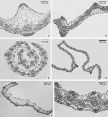 Image result for Setaria pseudaristata