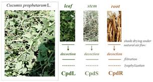 Image result for Cucumis prophetarum