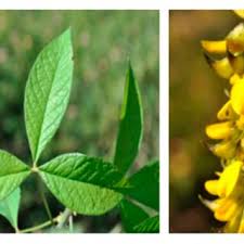 Image result for Crotalaria argyrolobioides