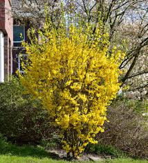 Several are cultivated as ornamental shrubs, and the yellow. Forsythie Goldrausch Forsythia Intermedia Goldrausch Gunstig Online Kaufen