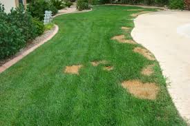 Currently, that thatch is acting like a mulch and buffer from the heat, helping to hold moisture on the soil longer and keep the soil cooler. How To Repair Dead Grass Killed By Dog Urine Dale Vogelsanger