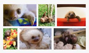 Check spelling or type a new query. Transparent Baby Sloth Png Three Toed Sloth Png Download Kindpng