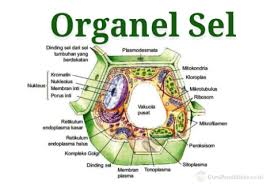 Maybe you would like to learn more about one of these? Keterkaitan Antara Struktur Fungsi Dan Proses Yang Berlangsung Di Dalam Sel Lancang Kuning