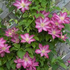 By following these simple instructions, your plants should. Clematis Asao Perennial Resource