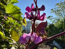 Image result for Lablab purpureus