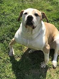 You are also welcome to. Pictures Of Ginger A American Bulldog For Adoption In Dallas Ga Who Needs A Loving Home Pet Adoption American Bulldog Pets