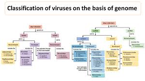Although some of the outbreaks were epidemiologically. Classification Of Viruses On The Basis Of Genome Microbiology Notes
