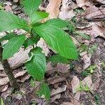 Image result for Terminalia superba