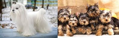 Maltese Vs Yorkshire Terrier Breed Comparison Mydogbreeds