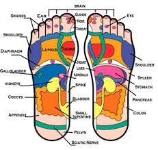 If I Understand Reflexology Correctly I Have A Very Itchy Thalmus Reflexology Foot Reflexology Living Essentials Oils