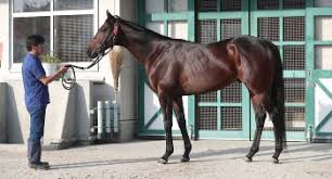 カレンブーケドール 馬体重：490 前走馬体重：478 4月29日（木）に美浦で計量 国枝栄・美浦 2ｰ4 シロニイ 馬体重：516 前走馬体重：506 4月29日（木）に栗東で計量 池江泰寿・栗東 3ｰ5 ディアスティマ 馬体重：502 前走馬体重：498. ã‚¸ãƒ£ãƒ'ãƒ³c ã‚«ãƒ¬ãƒ³ãƒ–ãƒ¼ã‚±ãƒ‰ãƒ¼ãƒ«90ç‚¹ ç­‹è‚‰ã§åŽšã¿å¢—ã—ãŸè‚© ã‚¹ãƒãƒ‹ãƒ Sponichi Annex ã‚®ãƒ£ãƒ³ãƒ–ãƒ«