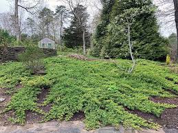 As well as rose bushes, the following evergreen ground cover plants are great to use in areas of your yard that are underdeveloped or in an informal garden. Best Juniper For Ground Cover Gardenlady Com