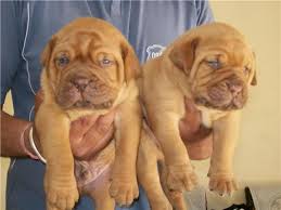 french mastiffs french mastiff bordeaux dog cute animals