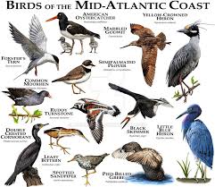 North America Bird Identifier By Picture Fine Art Illustration Of Some Of The Bird Species Native To The Mid Atlantic Coast In North America Nbsp Birds Pet Birds Bird Species