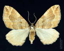 Image result for Pelurga comitata