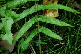 Image result for Ampelopteris