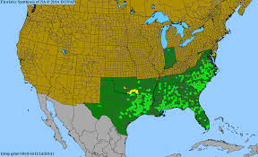 Image result for Sorghastrum stipoides