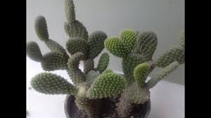 La multiplicación de cactus y otras suculentas mediante semillas es algo apasionante. Reproduciendo Un Cactus By Cactuvision