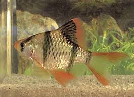 Longfin Tiger Barb Puntius Tetrazona Variety Fish Guide