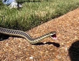 The likelihood of an average visitor even seeing a venomous snake in the great smokies, let alone being bitten by one, is extremely small. Snake Removal Complete Animal Removal Tennessee