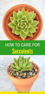 Learn How To Care For Succulents With This Easy Guide You Ll Learn Everything You Need To Grow Your Own Succ Succulent Garden Indoor Succulent Care Succulents