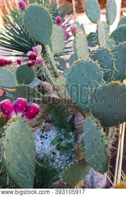The edible parts are the leaves, flowers, stems and fruit. Indian Fig Prickly Image Photo Free Trial Bigstock