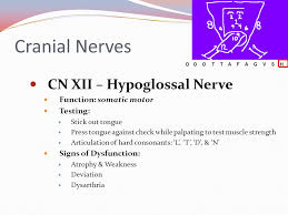 The vagus nerve extends from the brainstem down into the muscles of the face, inner ear, throat, heart, lungs, stomach, and intestines. 5 The Cranial Nerves 8 8 Clinical Assessment Ppt Video Online Download