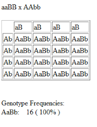 Basically, you have one parent on the left this is useful in predicting the phenotypic and genotypic ratios of the progeny. Double Your Knockouts Double Your Fun