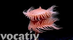 New Species Discovered Underwater By Noaa S Deep Sea Robot Youtube