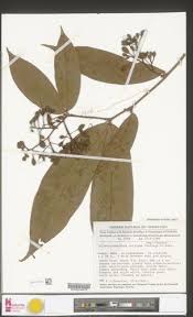 Image result for Gilbertiodendron