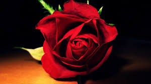 Rose Wallpaper 6 Rose Wallpaper Red Roses Red Flower Photos