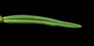 Image result for Hypericum lalandii