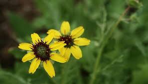 Texas wildflower identification index texas wildflower pictures. 6 Texas Wildflowers That Are Roadside Showstoppers Texas Hill Country