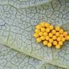 All insects start life in an egg (including aphids, which hatch inside the mother). 1