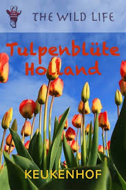 Etwa von mitte april bis anfang mai stehen dann die weitläufigen tulpenfelder in voller blüte und vermitteln den eindruck von riesigen, bunten blumenmeeren. Tulpenblute In Holland Mit Keukenhof 2020 Offnungszeiten Reisen Amsterdam Sehenswurdigkeiten Holland