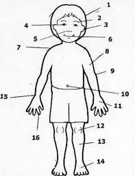 Body in spanish means el cuerpo. 52 Parts Of The Body El Cuerpo Ideas Spanish Vocabulary Spanish Teaching Spanish