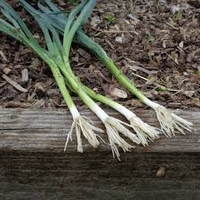 Pour lutter contre le ver du poireau : Le Repiquage Des Poireaux Comment Faire Jardin D Essai