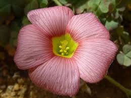 Image result for Oxalidaceae