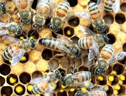 Corona Apicultores Metodos De Produccion Masiva De Abejas Reinas Abejas Reina Abejas Colmenas De Abejas