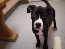 Black And White Pit Bull Boxer Dog Info And Dog Lover Boxer Lab Mix Puppies Boxer Mix Puppies Boxer Lab Mixes