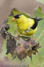 Central Florida Backyard Bird Identification Backyard Birds Bird Birds Of America