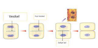 We did not find results for: Proses Pembelahan Sel Amitosis Mitosis Meiosis Artikel Materi