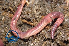 Great for composting and larger than the redworms so they can also the worms are sold as bed run, which means they will come in all sizes. European Nightcrawler Worms Tropaquatics