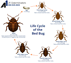 Check out these videos to see if your situation looks similar. Ant And Termite Control Services Ma A1 Exterminators Bed Bugs Bed Bugs Treatment Flea Prevention