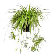 Image result for Chlorophytum comosum