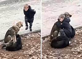 Young Boy Stopping To Hug Two Stray Dogs When He Thinks No One Is Watching  : r/DOG