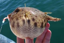 Image result for Sphaerocyperus