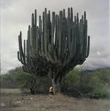 Saguaro National Park In Arizona Cactus Plants Cactus Garden