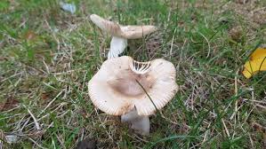 Ich habe in meinem garten gerade einen echt merkwürdigen pilz gefunden den ich so noch nie gesehen habe. Pilze Im Garten Der Herbst Bringt Viele Versteckte Bewohner Zum Vorschein Kraut Und Garten